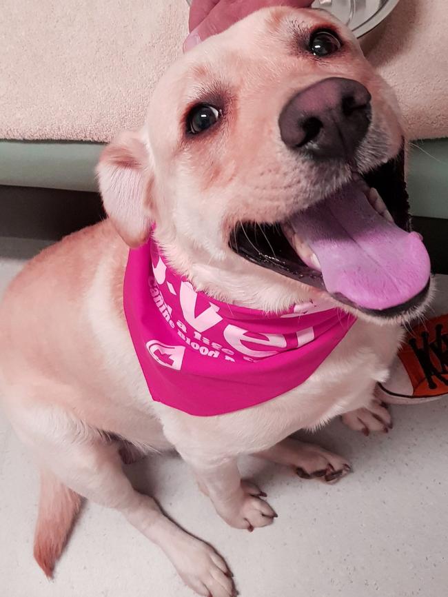 Three-year-old labrador Bentley was all smiles after giving blood.