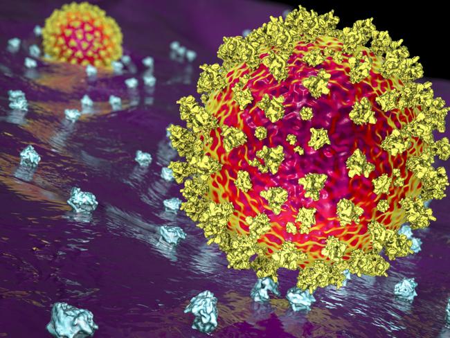 SARS-CoV-2 virus binding to ACE2 receptors on a human cell, the initial stage of COVID-19 infection, scientifically accurate 3D illustration