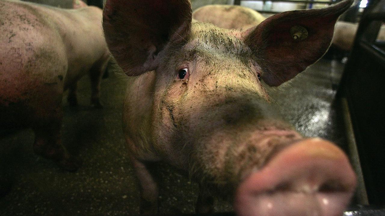 A pig like this one is being blamed for killing the slaughterhouse worker in Hong Kong. (Photo by Ralph Orlowski/Getty Images)