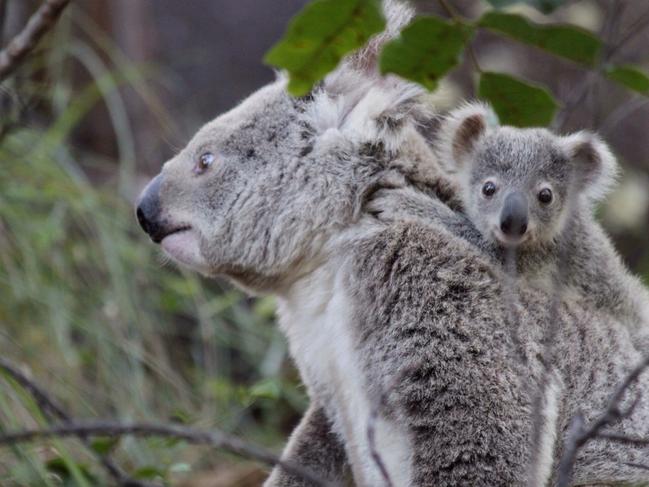 Koala report: More jobs and revenue in the long run