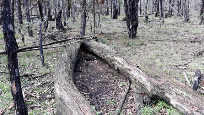 Karen Ristevski’s body was found wedged between two logs at Mount Macedon. Picture: Nicole Garmston