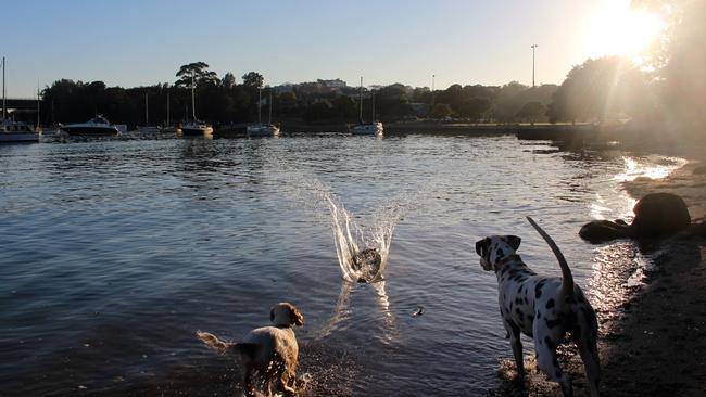 Dogs playing in the river at Callan Park.