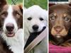 Vote now for Gympie’s cutest puppy of 2023