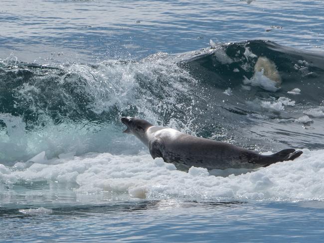 Crabeater Seal Survives Onslaught From Orcas In Antarctica | Daily ...