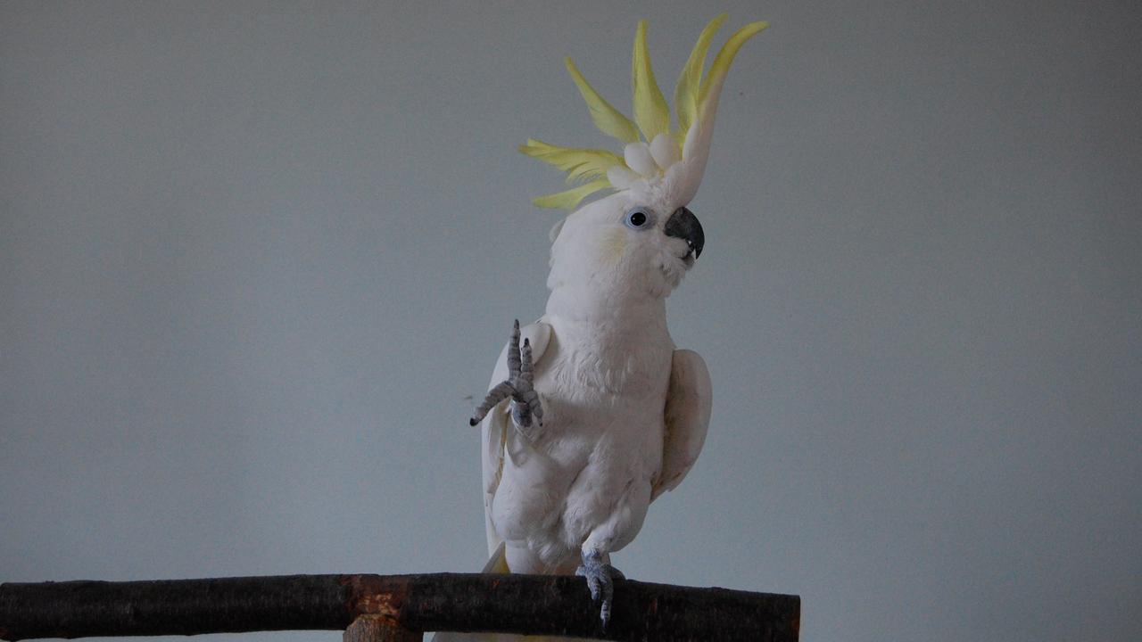 Snowball the sulphur-crested cockatoo.