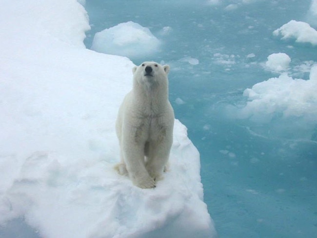 This Polar Bear's habitat is in danger. Due to global warming, every summer more of the Arctic ice melts. that means the bear has fewer places to rest as he swims around hunting for his dinner. Credit: Dr Kathy Crane, NOAA Arctic Research Office. Image for Space Place column