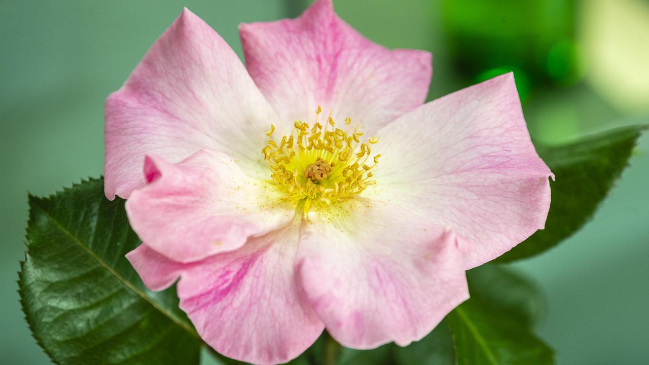 The Grand Champion of the 2022 Spring Champion Rose Show grown by Ted Hayes on display at the Rose Cottage in the Queensland State Rose Garden, Saturday, October 8, 2022. Picture: Kevin Farmer