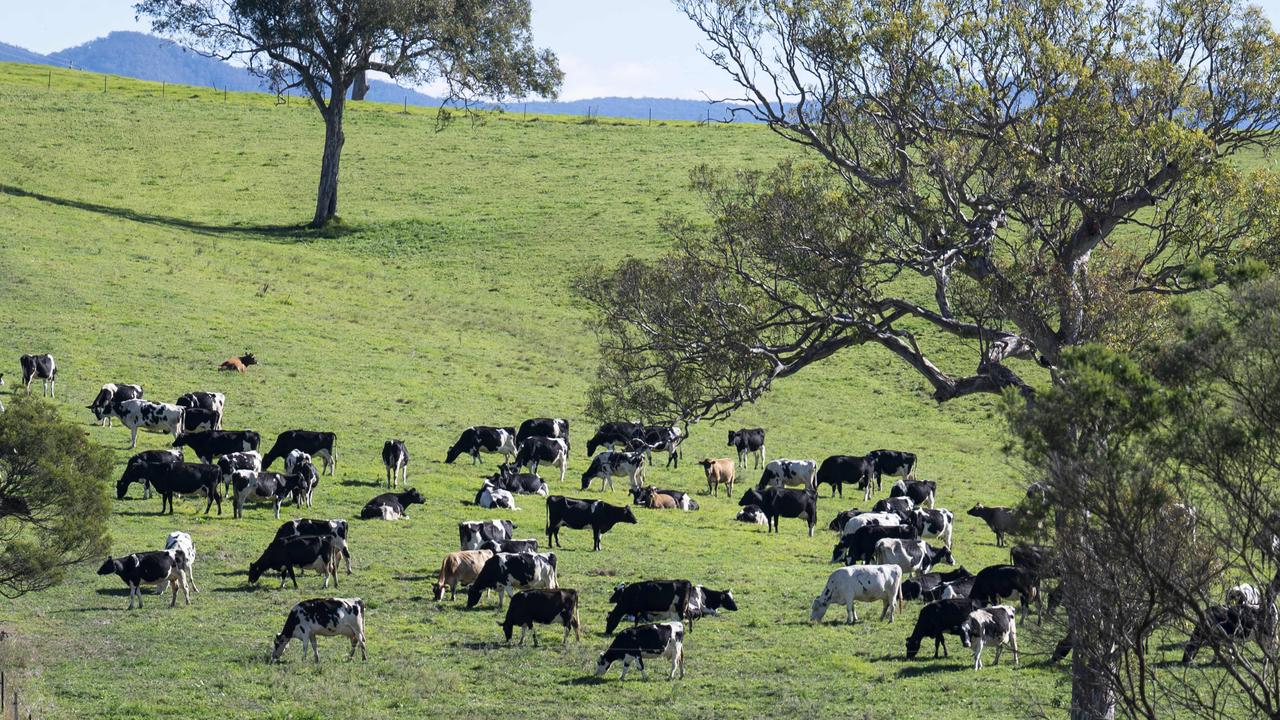 Live cattle exports can be safer than grass fed: CPC’s Jacqui Cannon ...