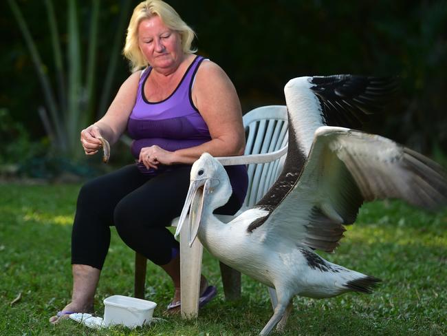 Animal carer Helen Bell with Peggy the pelican. Picture: Evan Morgan