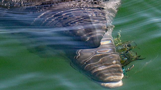 Port River dolphin Star has hooks and fishing line wrapped around her mouth. Picture: Marianna Boorman