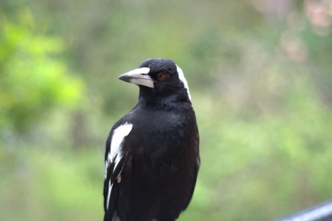 Residents are encouraged to be careful as the dreaded swooping season begins. 