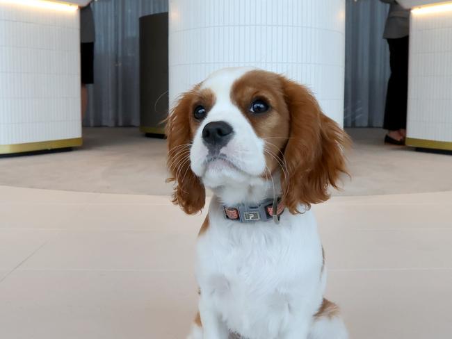 EMBARGO 1pm FRIDAY: ADELAIDE, AUSTRALIA - NewsWire Photos September 24:  Charlie the dog will be the Oval HotelÃs resident dog. Pictured at reception. Picture: NCA NewsWire / Kelly Barnes