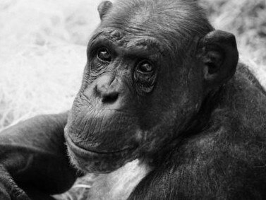 William chimp dies. Picture: Twycross Zoo