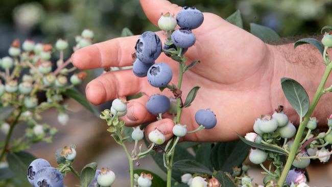 Vitalharvest owns a portfolio of berry and citrus farms in NSW, SA and Tasmania, which are leased to Costa Group.