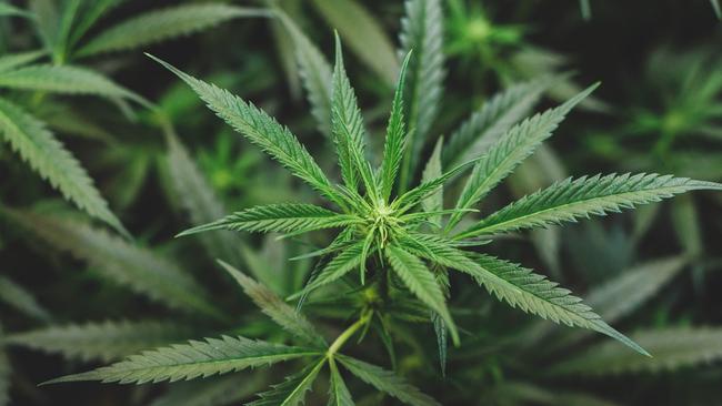 Some of the plants allegedly seized were two metres tall. Picture: iStock