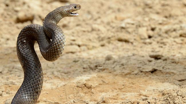 The woman was bitten by a snake described as brown in appearance. Picture: William West / AFP