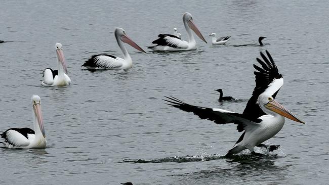 Pelicans at the Goolwa barrage . Picture: Bernard Humphreys