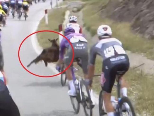 Goat tries to take out Cyclist in Italy