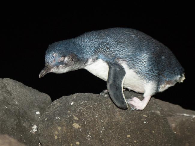 A sounds system playing little penguin mating calls is trying to lure a colony back to Manly’s Collins Beach.