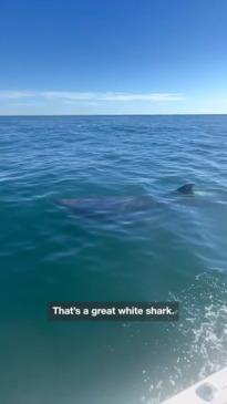 School of sharks circle couple on boat