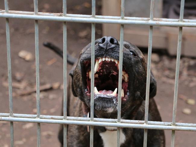 A scary pitbull with big fangs; a rabid dog behind the metal fence