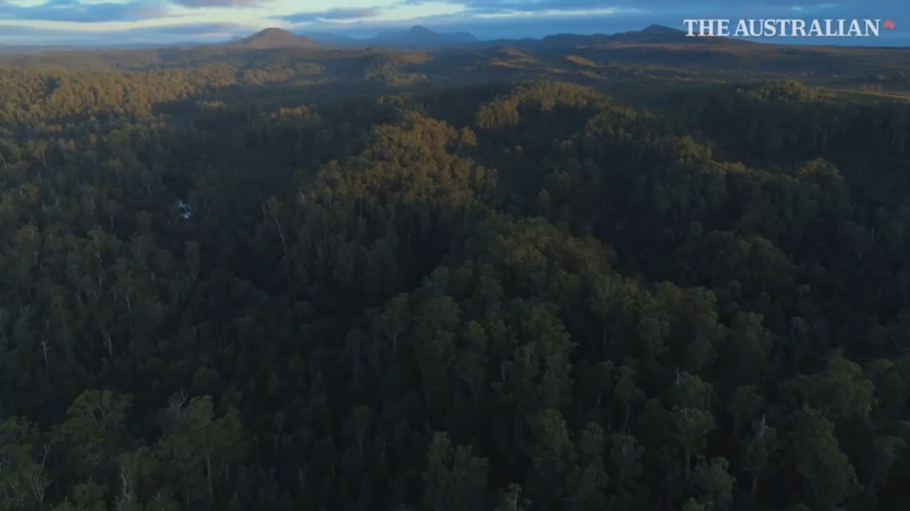 Tasmania's Tarkine forests under threat from logging