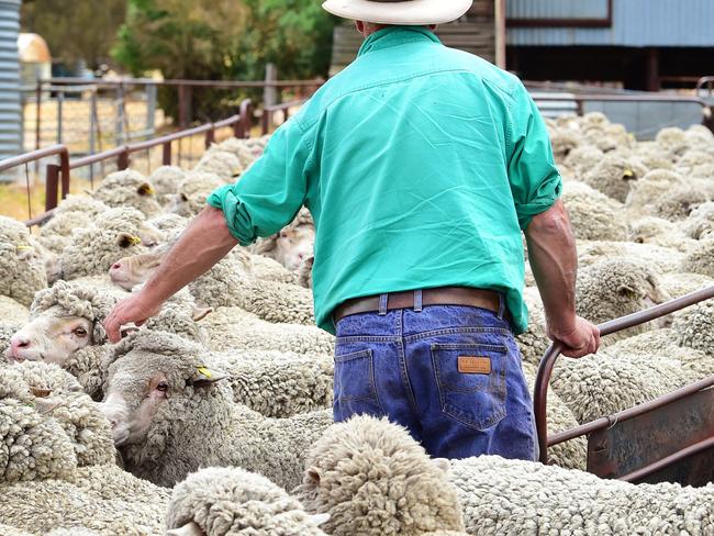 DOGS CALENDAR 2017: Ryan's dogsDOGSDogs owned by Belinda and Gerard Ryan from Baynton.Pictured: Generic farmer. Merino sheep. Generic farm. Sheep. Shearing. Wool.PICTURE: ZOE PHILLIPS