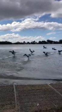 Amanda Philp's Pelican Release