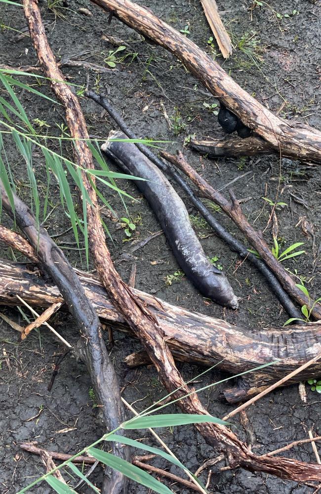 Eel deaths in the Tamar River estuary on March 21, 2023. Picture: Supplied