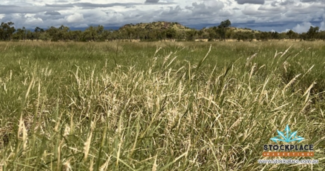 The station is a whopping 233,000ha. Pic: Stockplace Marketing