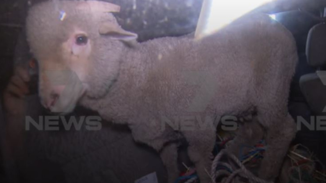 The lambs are now understood to be in quarantine. Picture: Channel 7