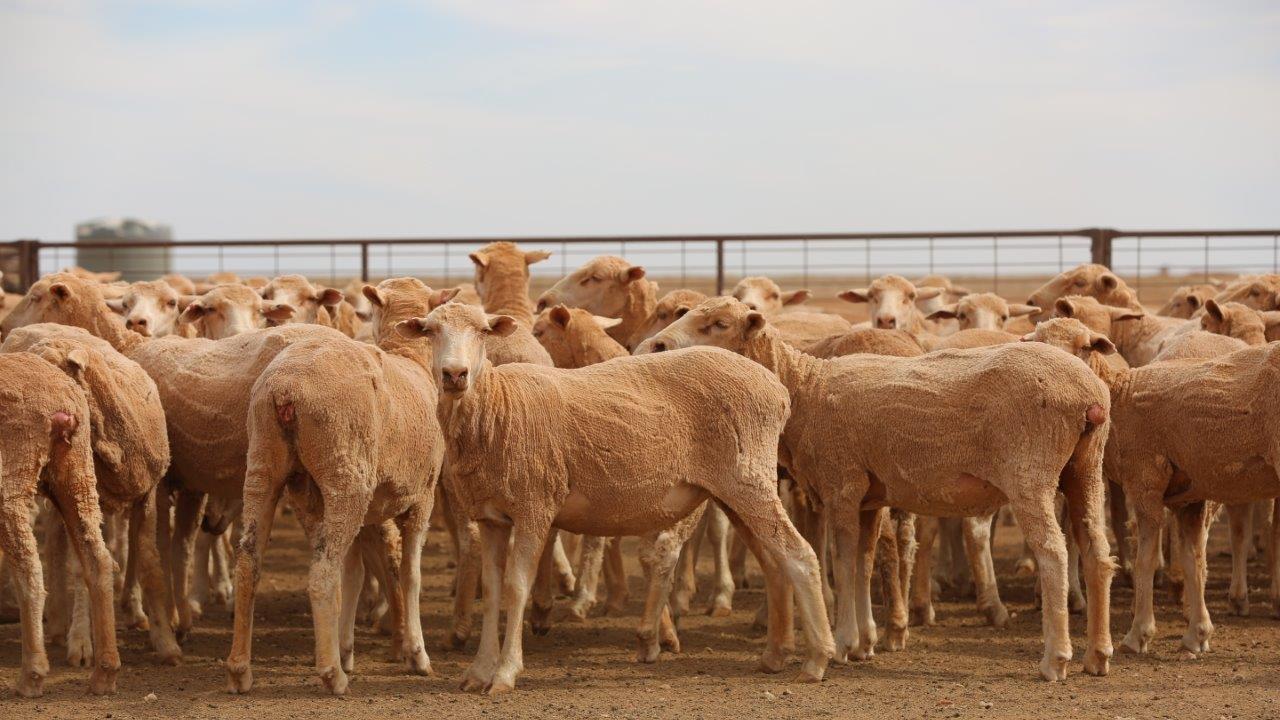 CC Cooper has a number of properties across WA, SA and NSW running one of the biggest wool growing operations in Australia. Picture: File