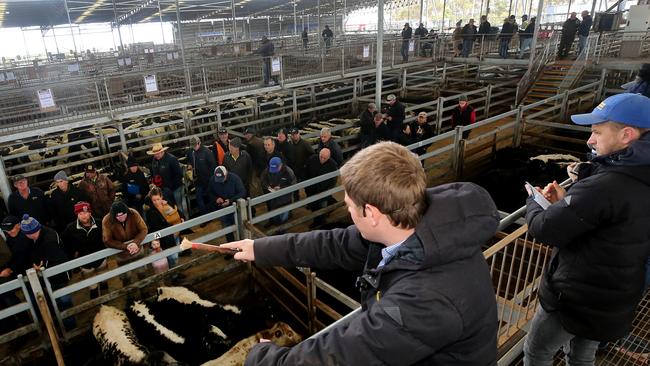 WVLX Mortlake cattle sales,  Picture Yuri Kouzmin