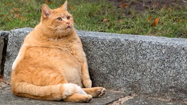 The 40 Fat Cat funds have been licking the cream off investors’ returns for years.