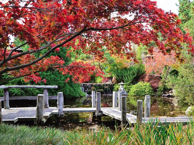 Autumn tones of the Japanese maples fringe the traditional Yatsuhashi bridge in the Japanese Garden.