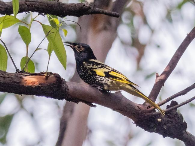 Cats were seen stalking endangered Regent Honeyeaters. Picture: supplied