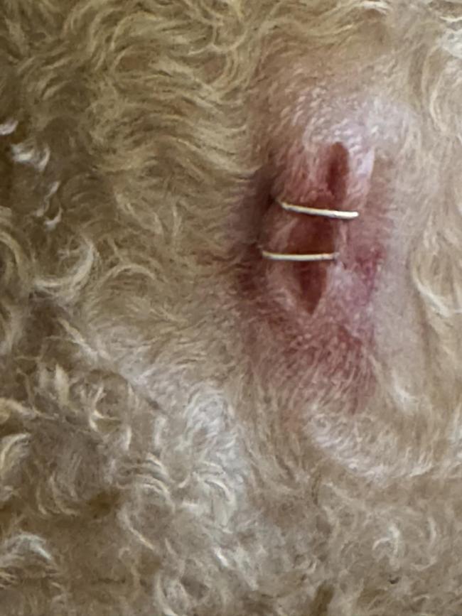 Simin Kashi's poodle Sherlock needed his wound stapled by the vet. Picture: Supplied.