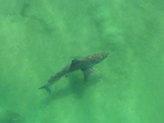 A large shark off the coast of Ballina following the shark attack. Credit: SEVEN NEWS