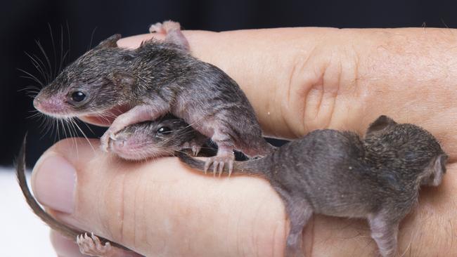 Weighing in at just 3 grams, these four-week-old orphaned baby antechinus siblings are on track for survival. Picture: Lachie Millard