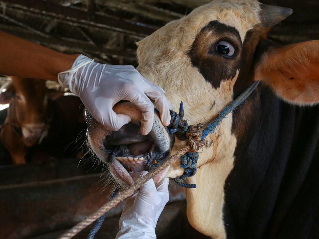 Every passenger who enters the country from Indonesia will now be subject to a strict screening process at Australia’s airports in a bid to prevent FMD from spreading to livestock in Australia. Picture: Perdiansyah/AFP