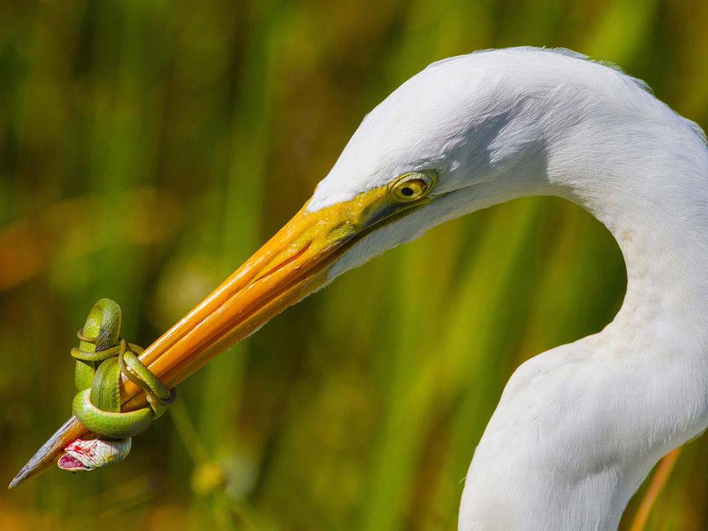 Bird Photographer of the Year Awards 2017 “The battle” Category: Bird Behaviour Photographer: Jose Garcia. “ Great White Heron fighting a green snake in the Florida Everglades. The fight lasted for nearly 20 minutes with the Heron having to release its prey. Location: Florida Everglades National Park, Homestead Florida