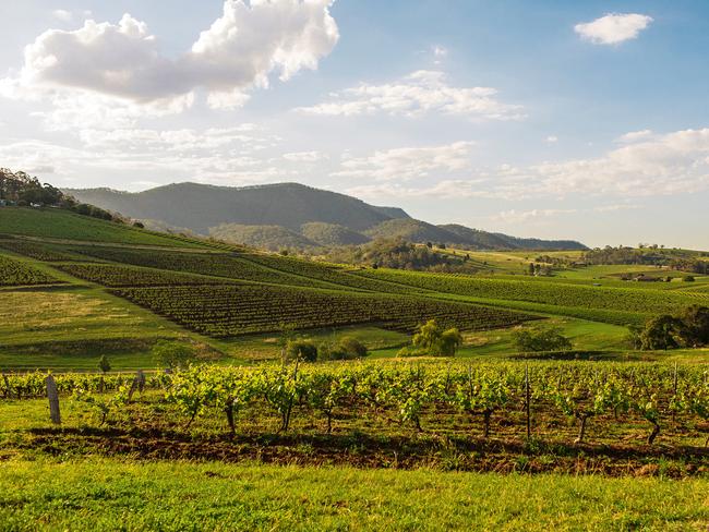 Tyrrell's Old Patch Vineyard in the Hunter Valley.