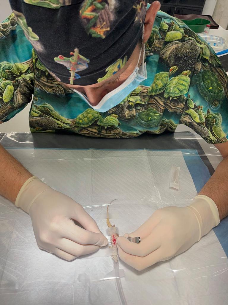 Dr Josh Llinas performs surgery on Stitch, the spiny-tailed monitor. Photo: The Unusual Pet Vets