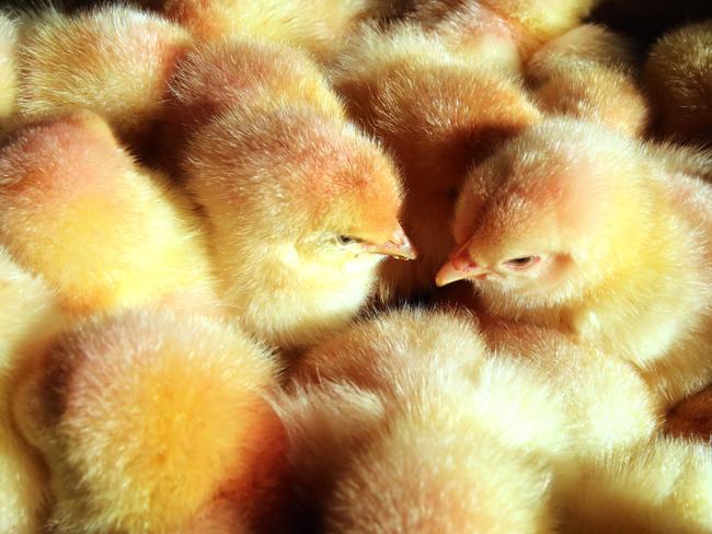 (FILES) In this file photo taken on March 09, 2016 male chicks of the "Haehnlein" (small cock) agricultural project are pictured at the Walkendorf organic farm that is part of the Fuerstenhof producers' association in Walkendorf near Rostock, northeastern Germany. - Germany is set to be the first country to ban mass shredding of male chicks in the poultry industry, the government said Wednesday on January 20, 2021 after approving a draft law on the controversial practice. (Photo by Bernd WÃ¼stneck / dpa / AFP) / Germany OUT