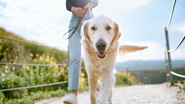 Walk your way to better health