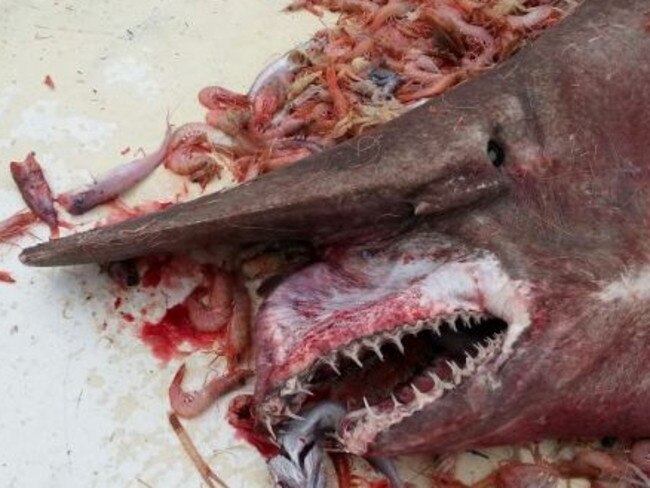 Prawn fishermen from Florida accidentally caught an incredibly rare goblin shark off the coast of Key West, Florida, on April 19. Picture: Carl Moore/NOAA