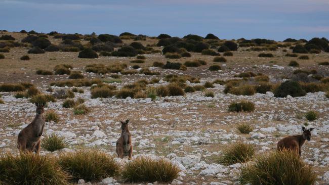 Kangaroos across Australia are being affected by the drought. Picture: Daniel Clarke, Ninti Media