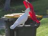 KIDS NEWS: Canny cockatoos in Sydney star in a new scientific study showing off their sophisticated foraging skills. Picture: Dr Barbara Clump/Max Planck Institute.