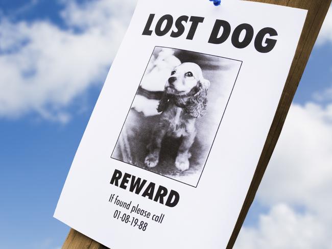 lost puppy poster on a lightpost