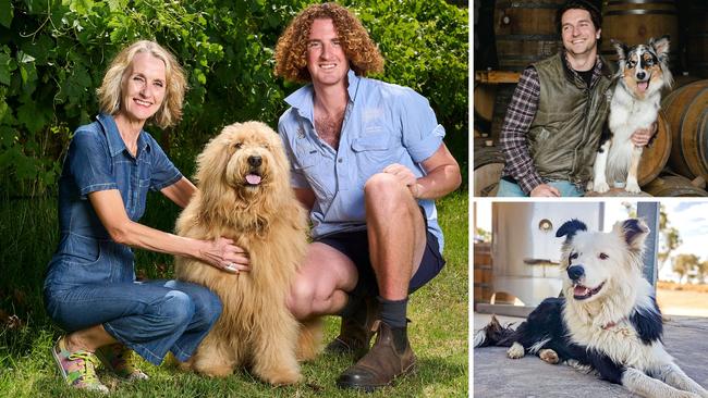 Three of SA's top winery dogs. Pictures: The Advertiser and supplied